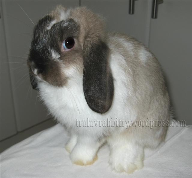 TruLuv Luna Broken Siamese Sable or Broken Smoke Pearl Holland Lop