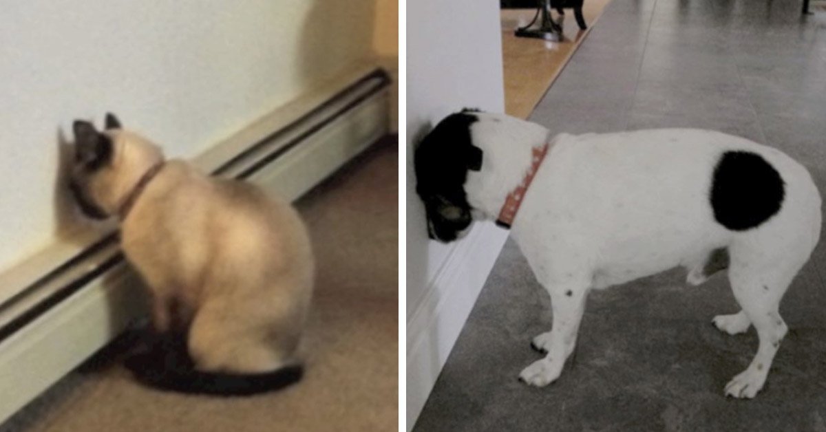 Pet Owners, If Pets Are Pushing Their Head Against a Wall, React