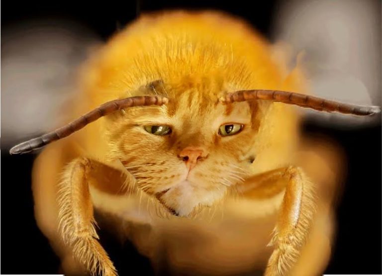 15 People Their Cats’ Faces Onto Bees And It’s Amazing