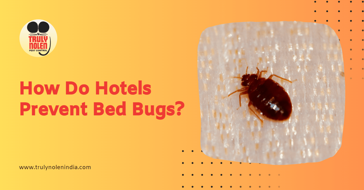 How Do Hotels Prevent Bed Bugs? Truly Blog