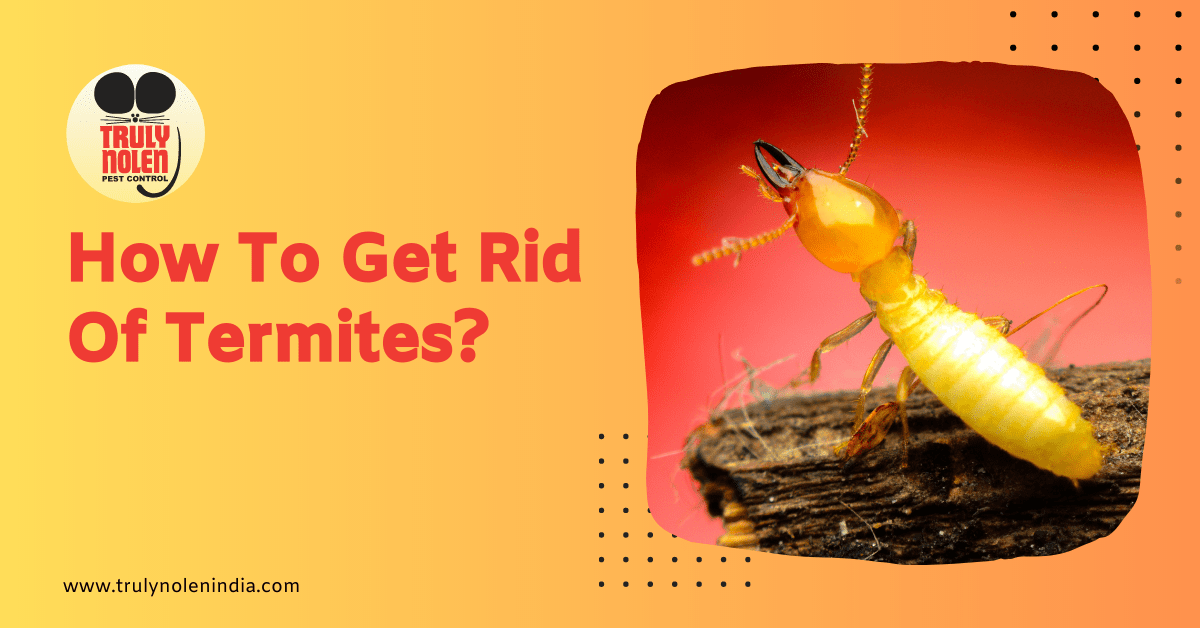 How To Get Rid Of Termites? Truly Blog