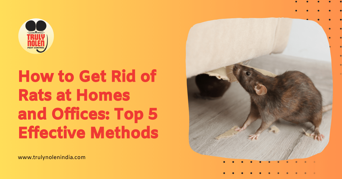 How to Get Rid of Rats at Homes and Offices Top 5 Effective Methods Truly Blog