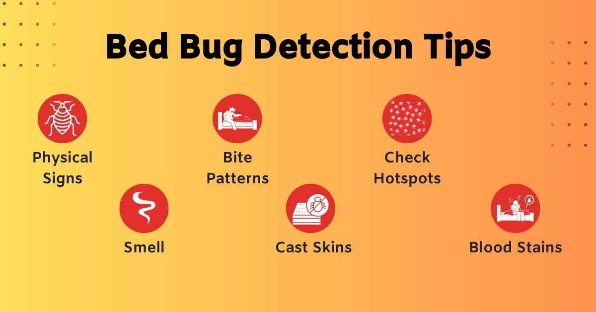 How to Get Rid of Bed Bugs Prevention, Detection, and Treatment Tips