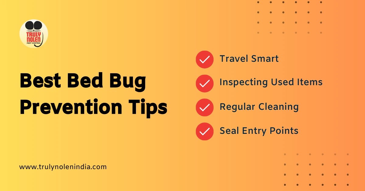 How to Get Rid of Bed Bugs Prevention, Detection, and Treatment Tips