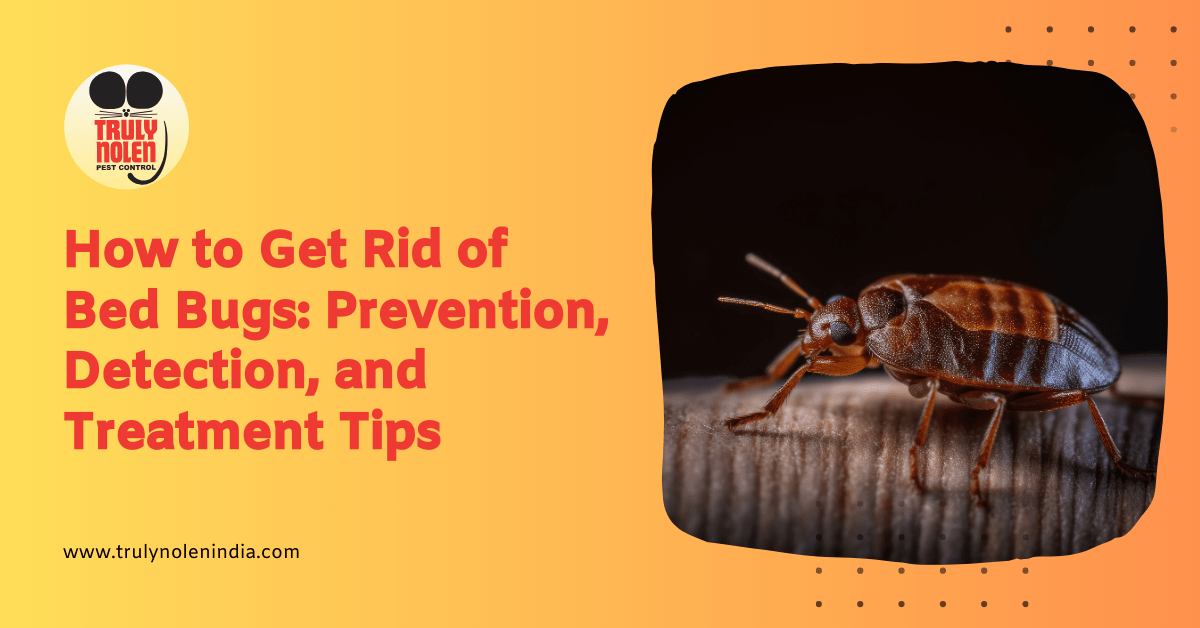 How to Get Rid of Bed Bugs Prevention, Detection, and Treatment Tips