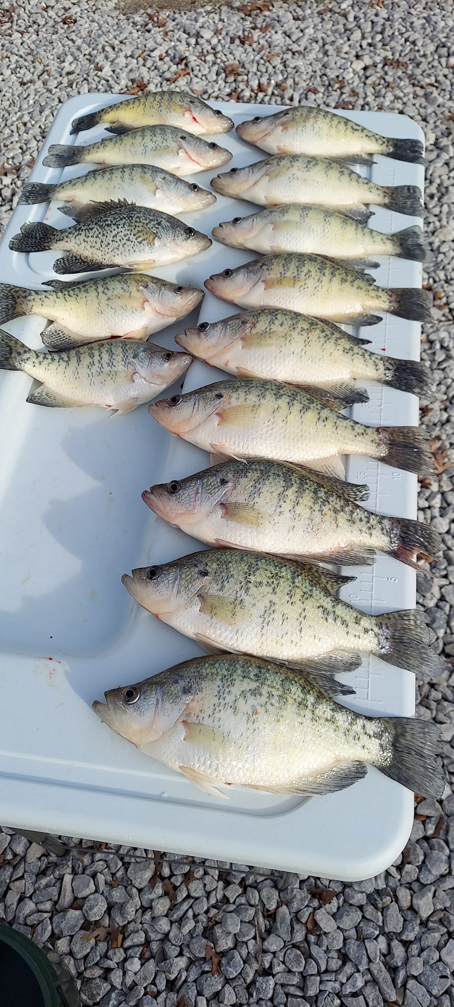 1/10/23 Osage arm crappie report Truman Lake Fishing Intel