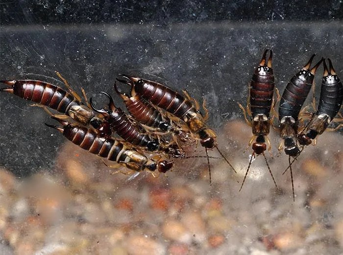 Earwigs TruNorth Pest Control