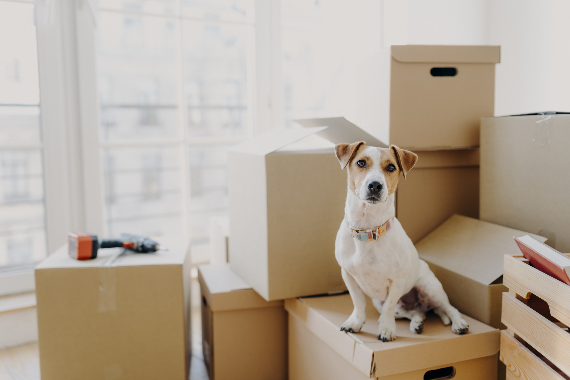 How to successfully complete your move with pets Tru Solutions Moving