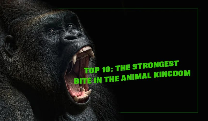 Top 10 The Strongest Bite in the Animal Kingdom Ranked