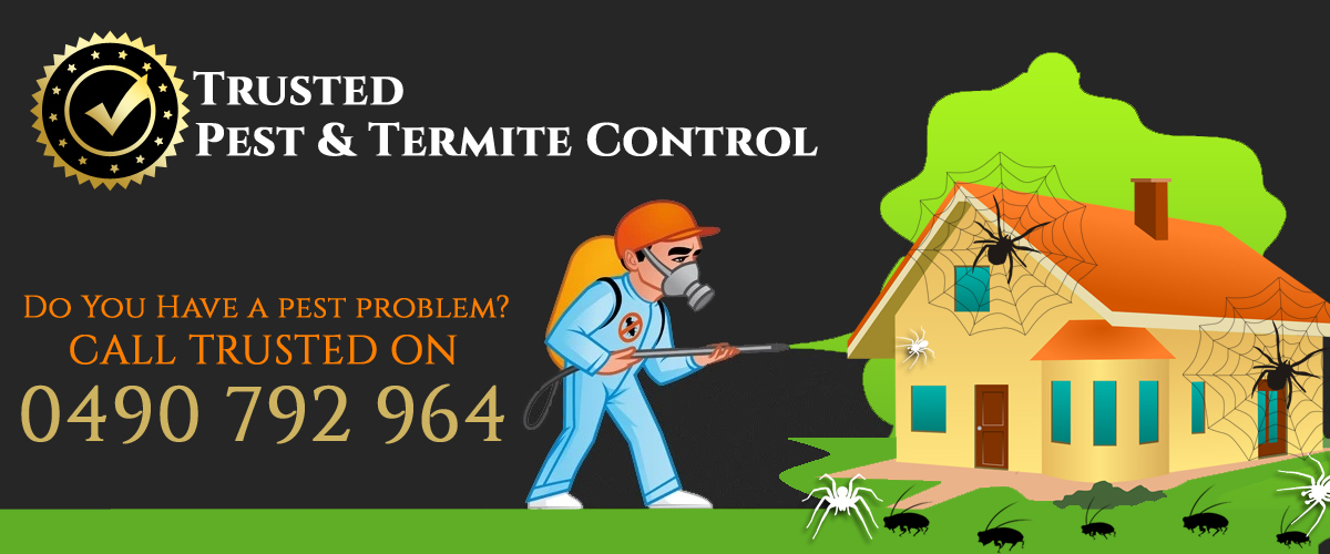 Trusted Pest & Termite Control The Best In Wollongong Illawarra