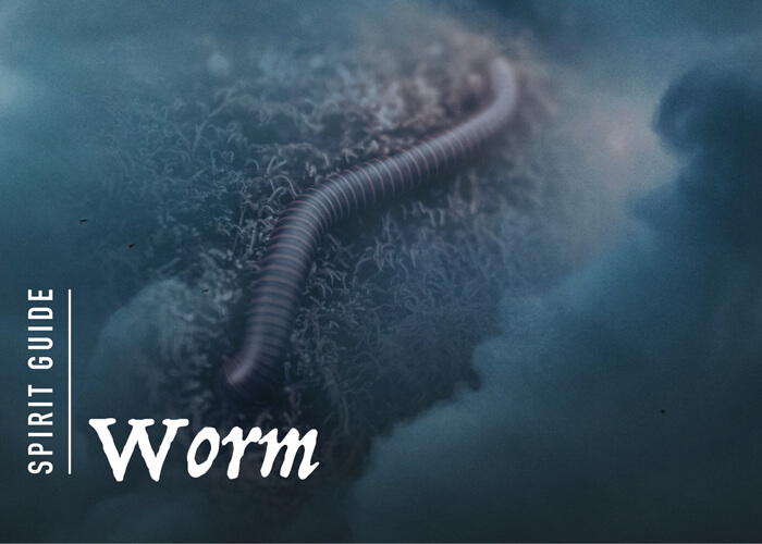 The Worm Spirit Animal A Complete Guide to Meaning and Symbolism.