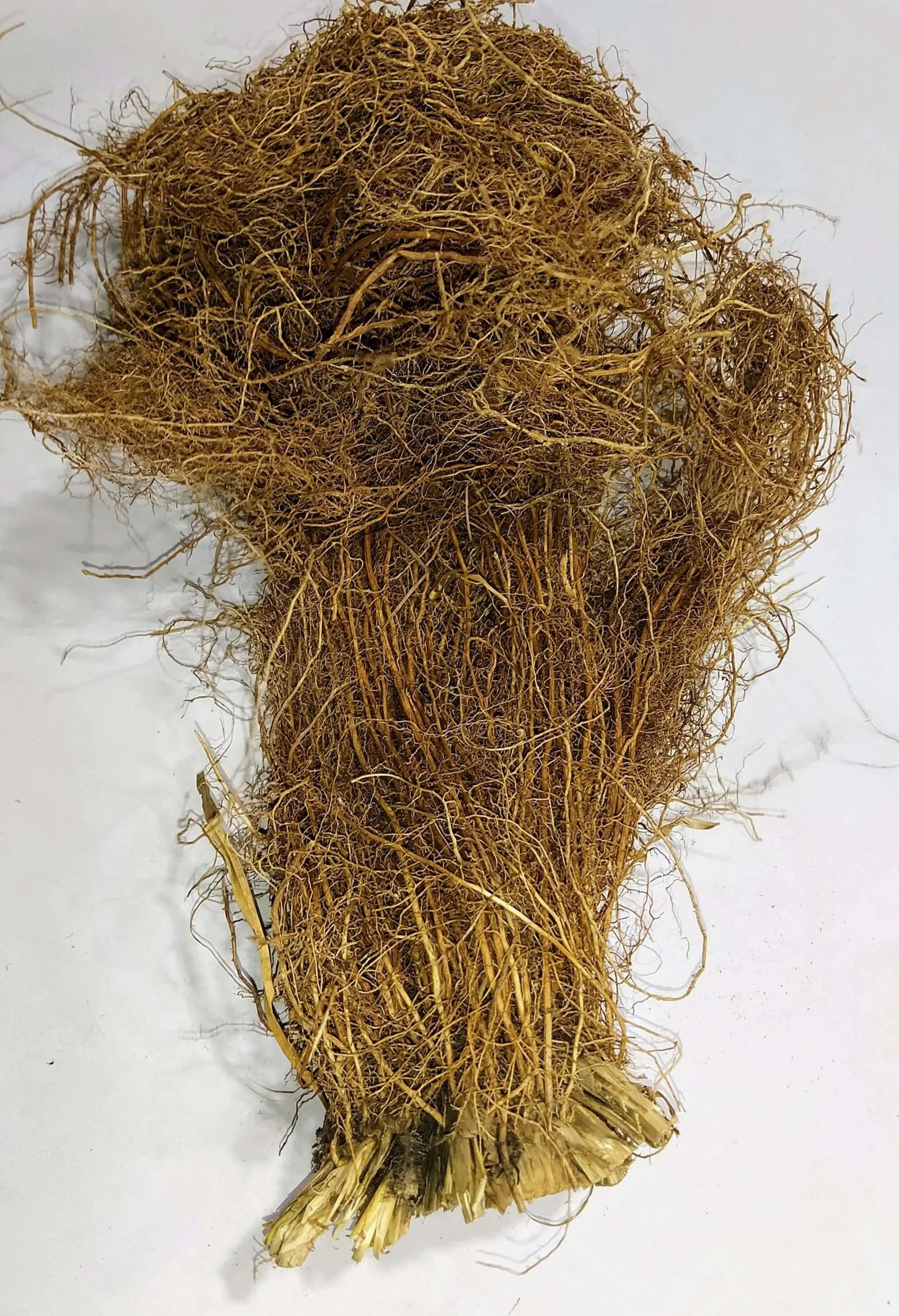 Buy Vetiver Online Khus Root Vetiveria Zizanoides Trustherb