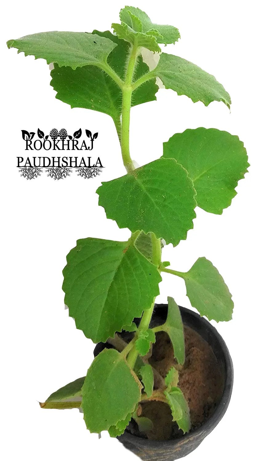Carom Plant Ajwain Ajwayan Ajowan Trachyspermum Ammi Trustherb
