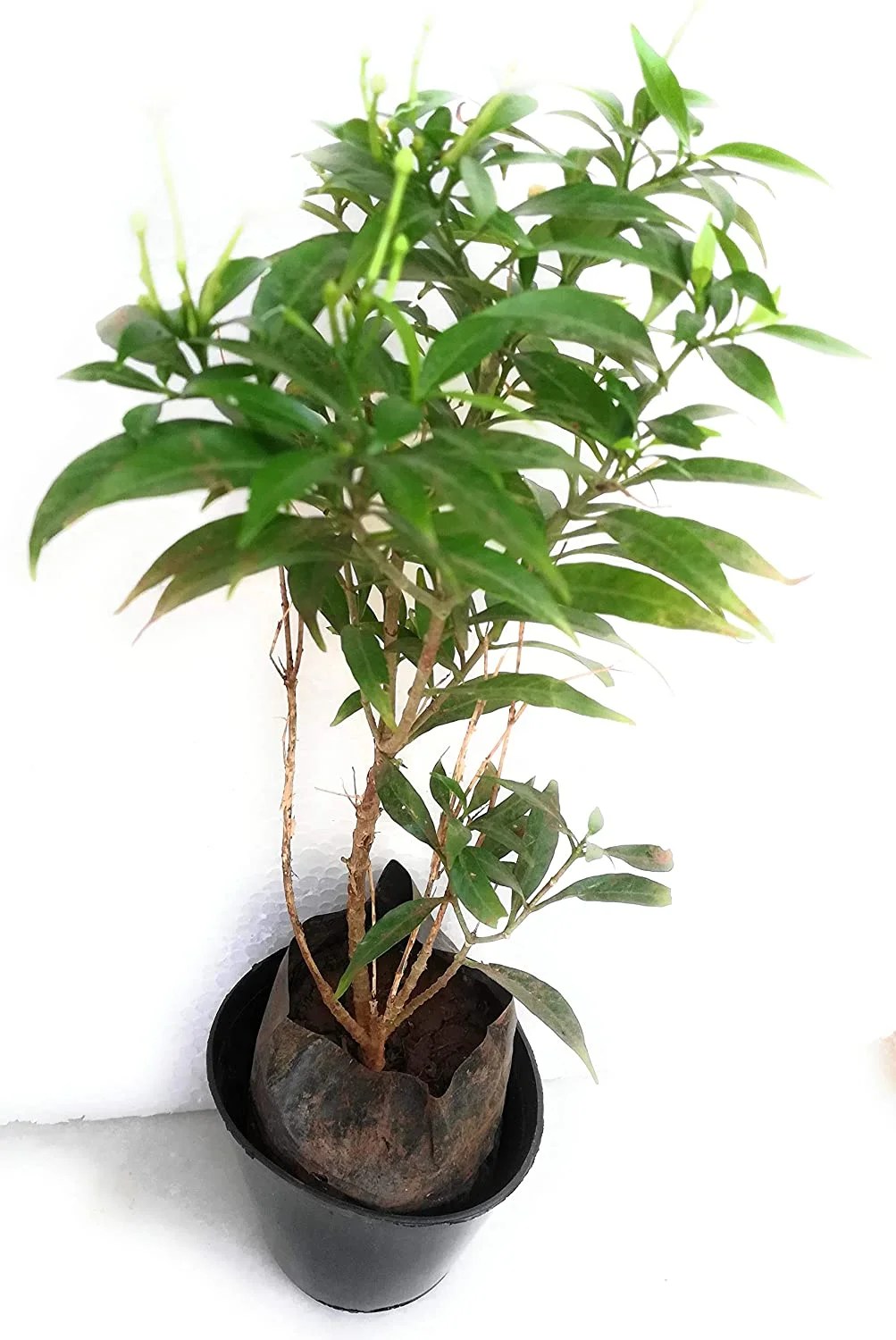 Crape Jasmine Tree For Sale