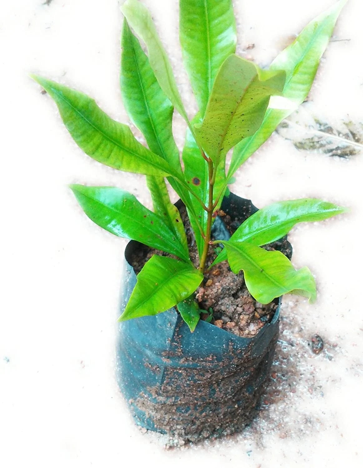 Raj Garden Plants Clove Live Plant Syzygium Aromaticum Labongo