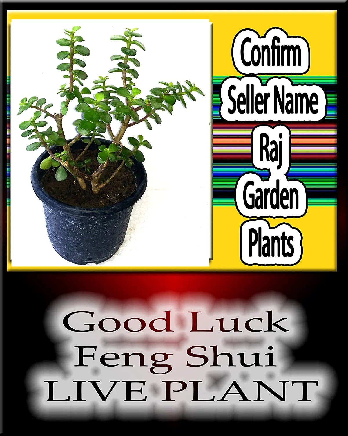Raj Garden Plants Good Luck Feng Sui Plant Money Plant Luck Live
