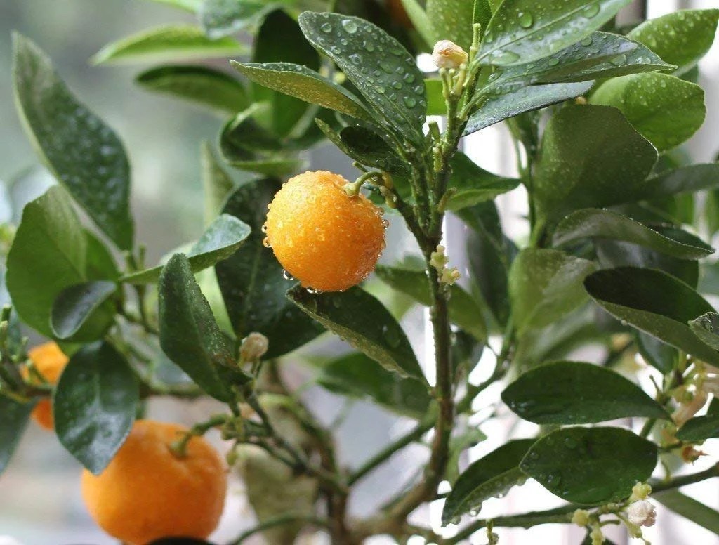 Raj Garden Plants Chinese Orange Plant Calamondin Orange Live Plant