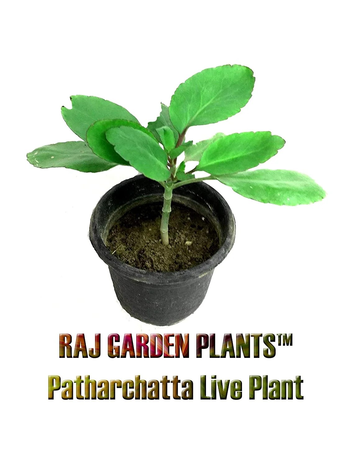 Patharchatta Live Plant Kalanchoe Pinnata Bimbima Trustherb