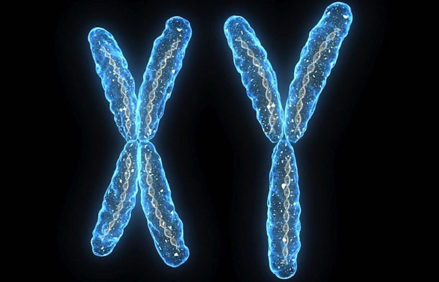 Le chromosome Y dégénère et le corps humain essaie de l’en empêcher