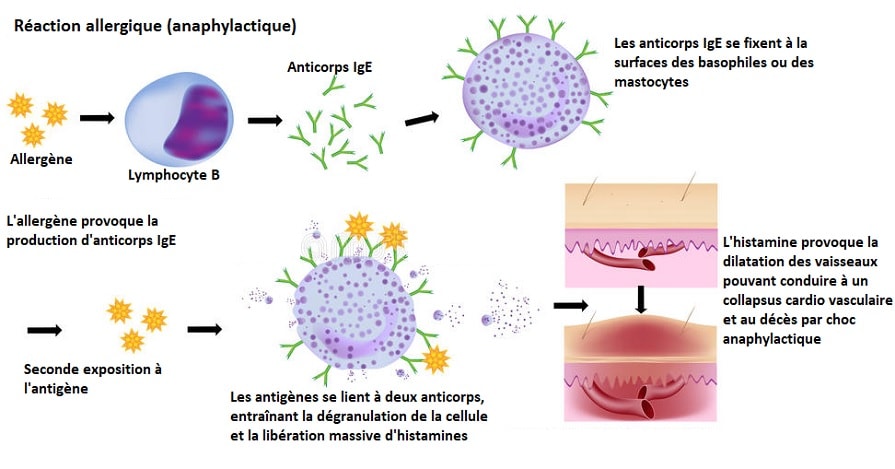 Un nouveau vaccin nasal diminue drastiquement l'allergie aux arachides