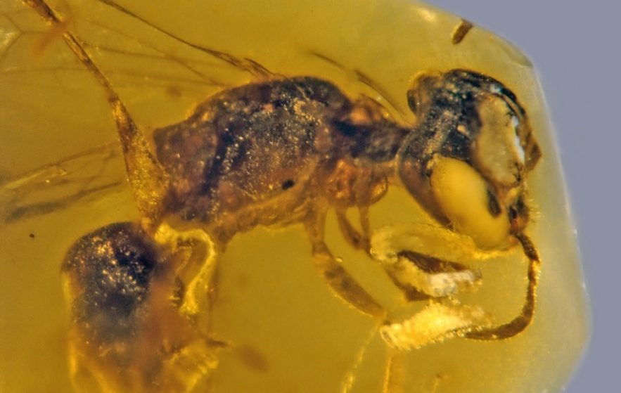Une abeille vieille de 100 millions d'années piégée dans l'ambre, le plus vieux spécimen connu