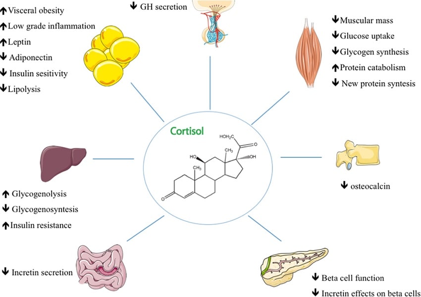 Omega 3 Et Cortisol