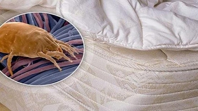  Liste Des Acariens Dans Le Lit Références 