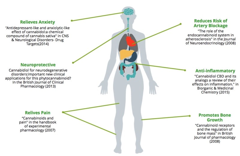 Les cannabinoïdes et leurs effets potentiels sur le corps