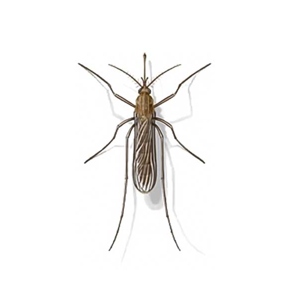 Mosquito Identification Springer Professional Home Services
