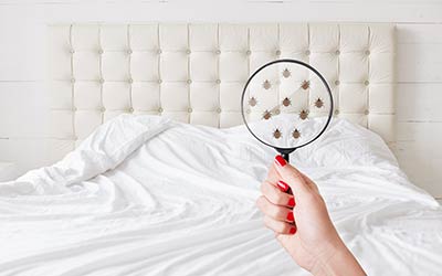 Welcome to smart pest solutions. When To Call A Bed Bug Exterminator Bed Bug Removal In Central Iowa Springer