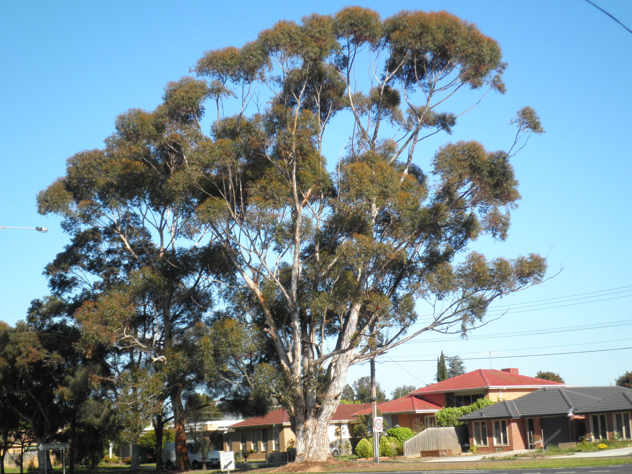 National Trust Sugar Gum (Eucalyptus cladocalyx)