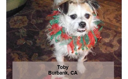 blue buffalo settlement