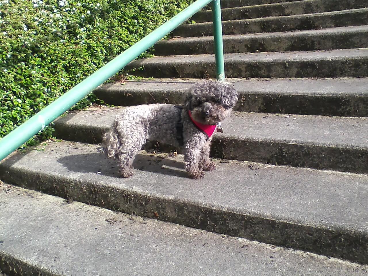 What Are Common Pets In China