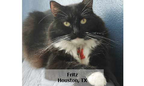 cat food with omega 6 fatty acids