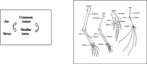 Evolution fact or fiction?