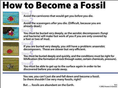 Getting into the Fossil Record Flashcards Quizlet