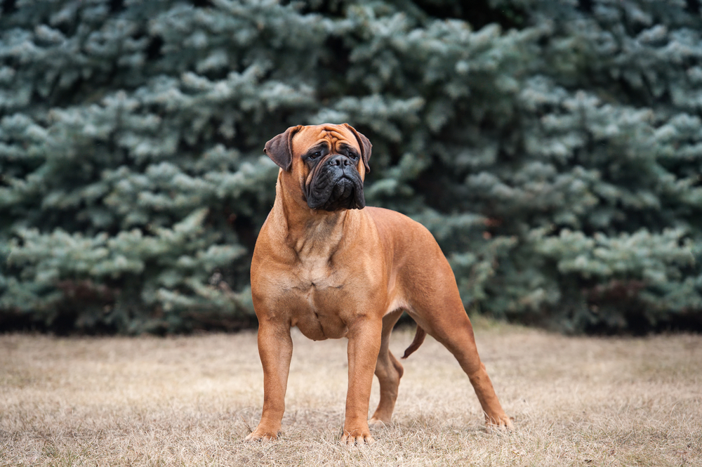 9 Best Family Guard Dogs & Why Family Guard Dog Reviews