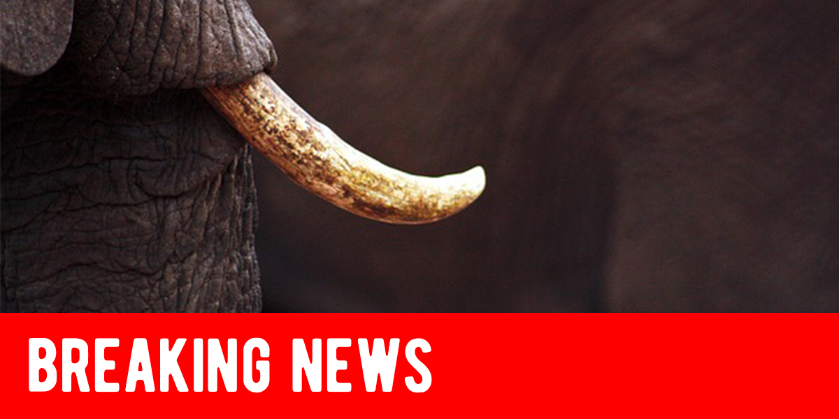 Breaking News The Uk Government Have Just Announced Plans For A Full