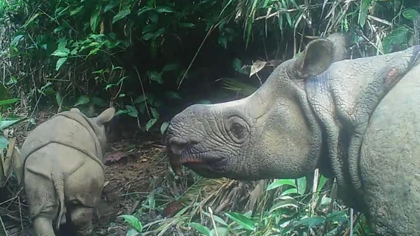 Two Extremely Endangered Javan Rhino Babies Spotted In Indonesia 1