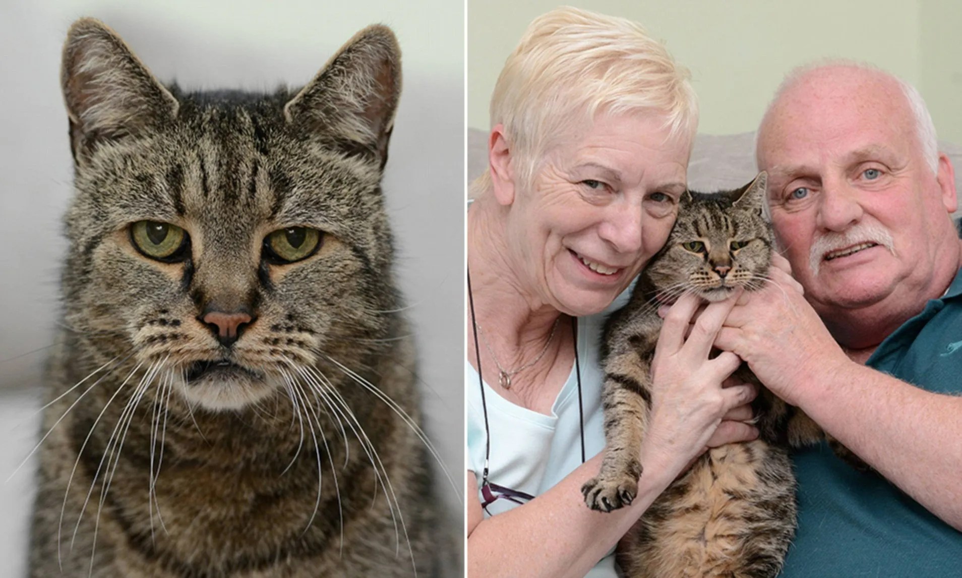 Introducing The World's Oldest Cat, 'Nutmeg' Truupy