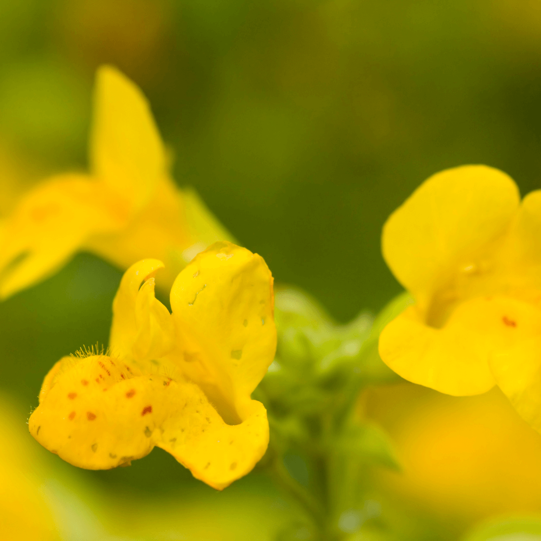 Mimulus Try Bach Flowers