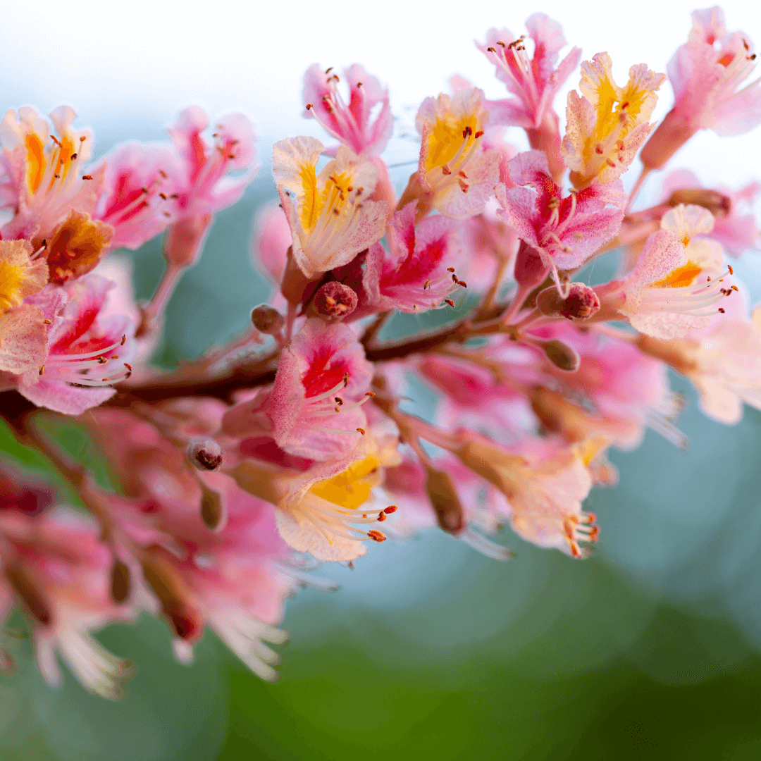 Red Chestnut Try Bach Flowers