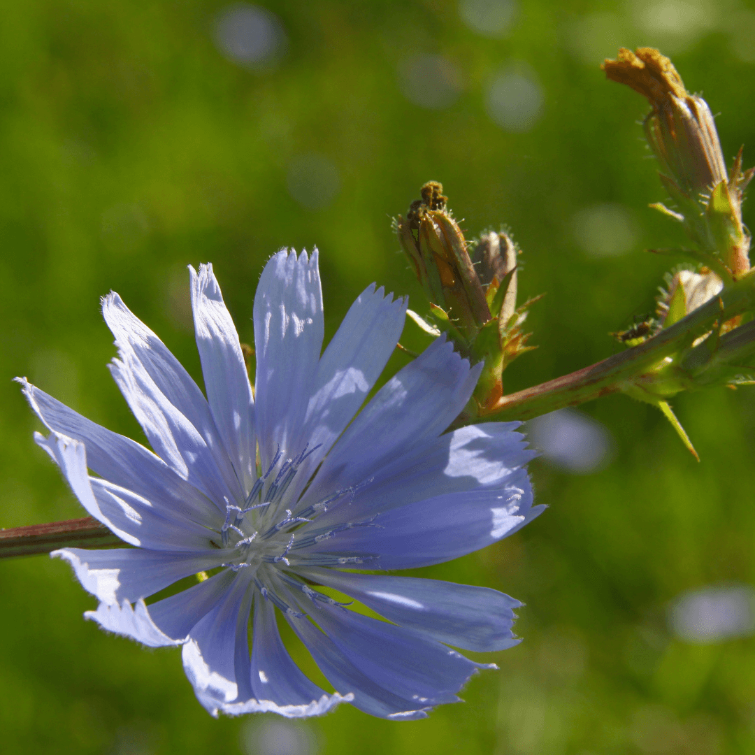 Chicory Try Bach Flowers