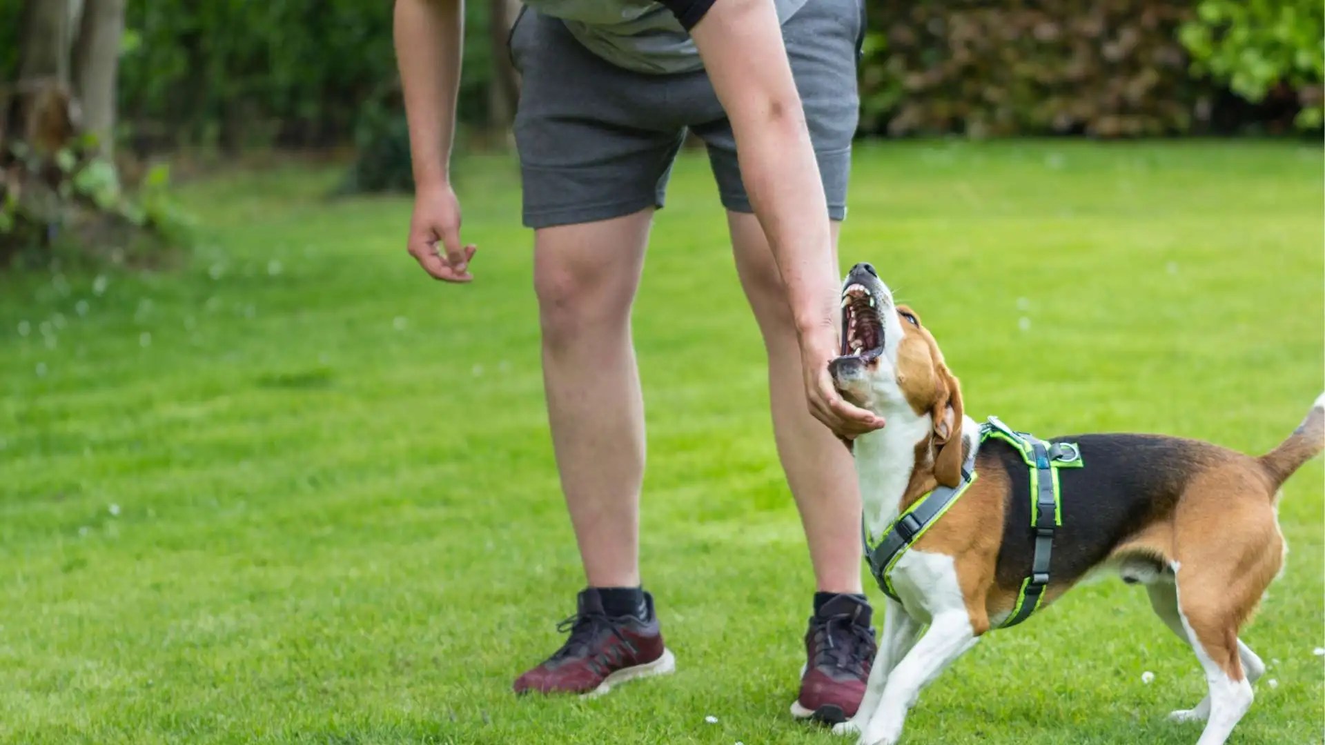 Does Health Insurance Cover Dog Bites? Coverage Options