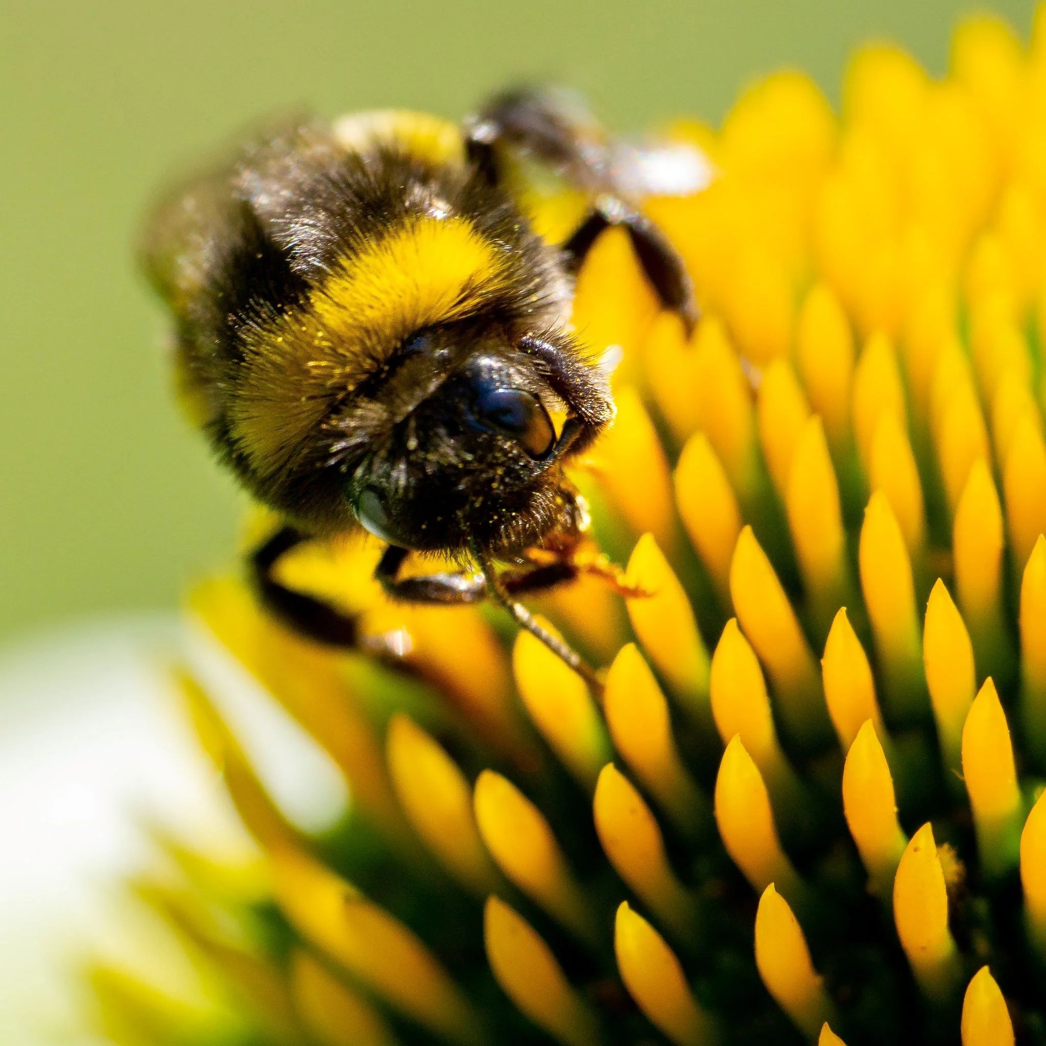 18 Benefits of Dandelion Greens & Roots TryBlue