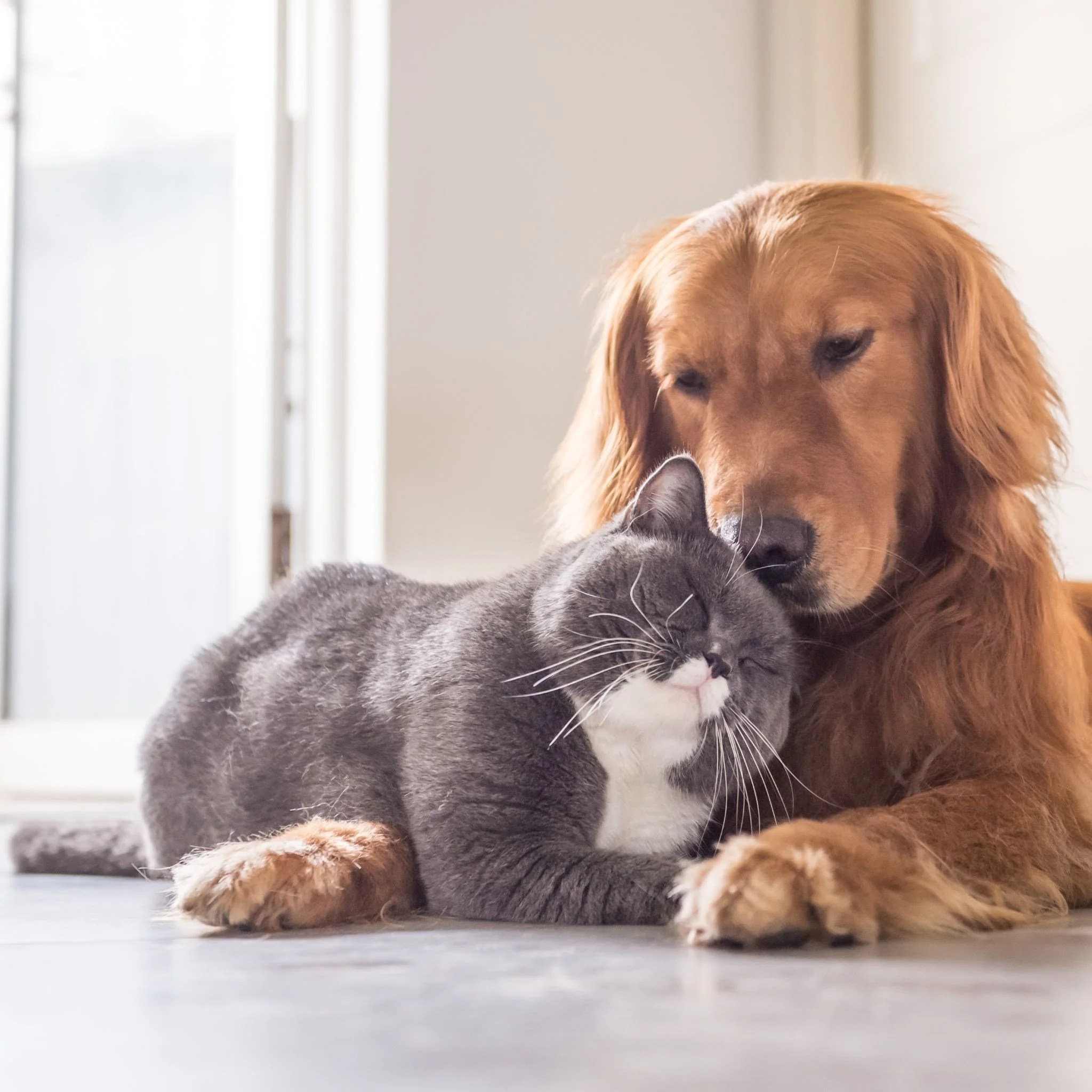 Mullein Leaf & Bloom for your Dogs & Cats TryBlue