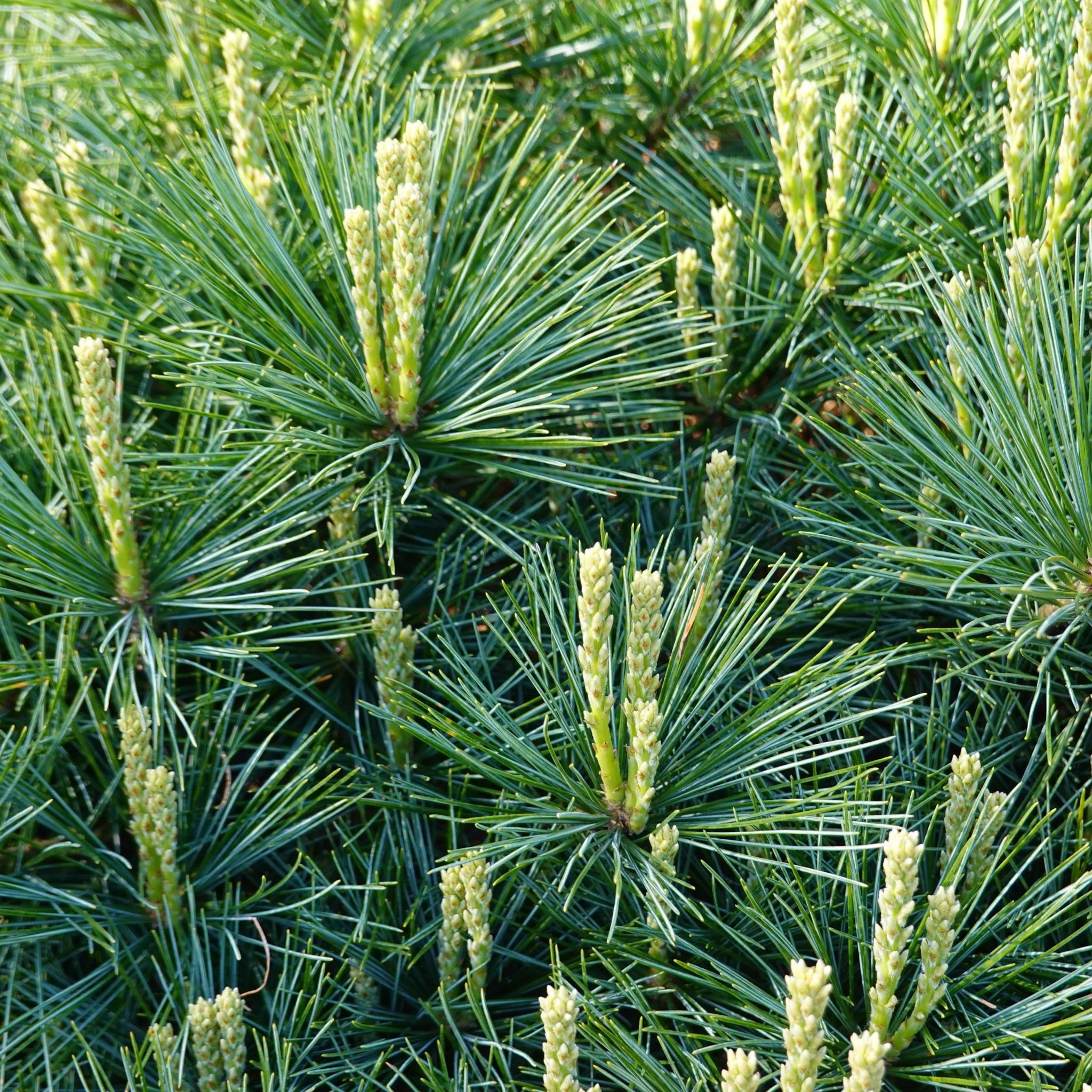 Nature’s Secrets to Stronger Immunity White Pine Needles TryBlue