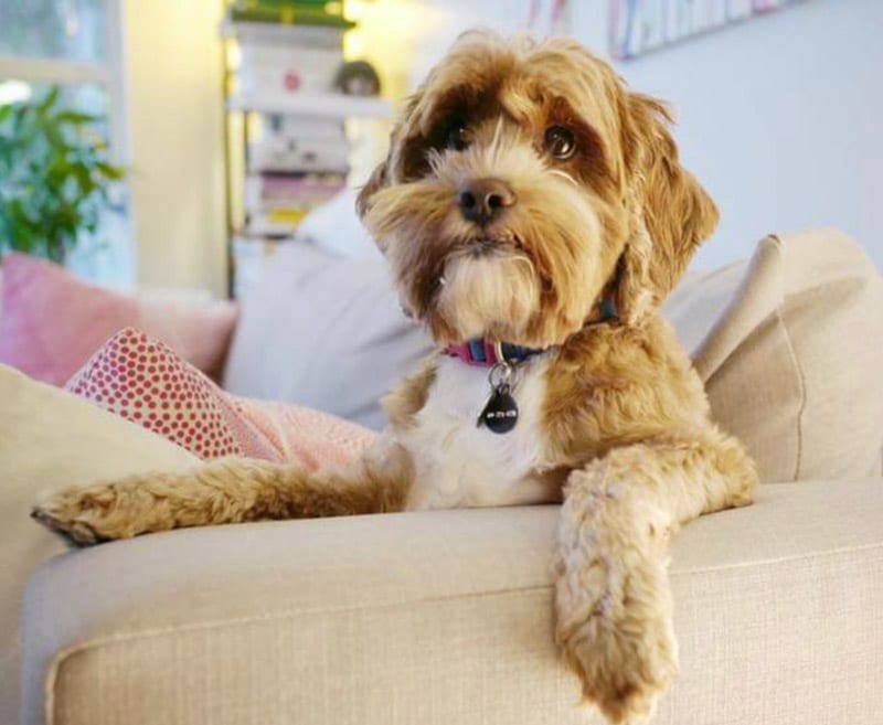 Doggo Simple and Honest Dog Insurance