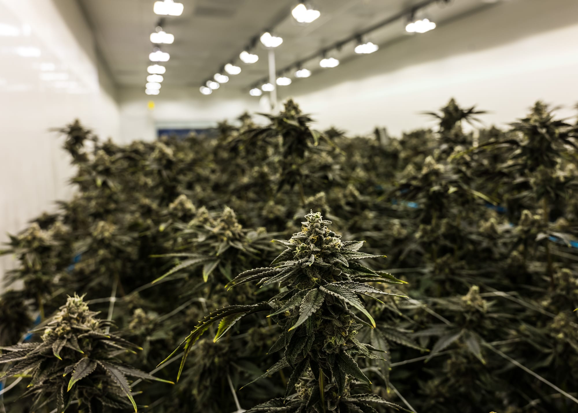 Cannabis Supply Chain Management [The Role Of Data]