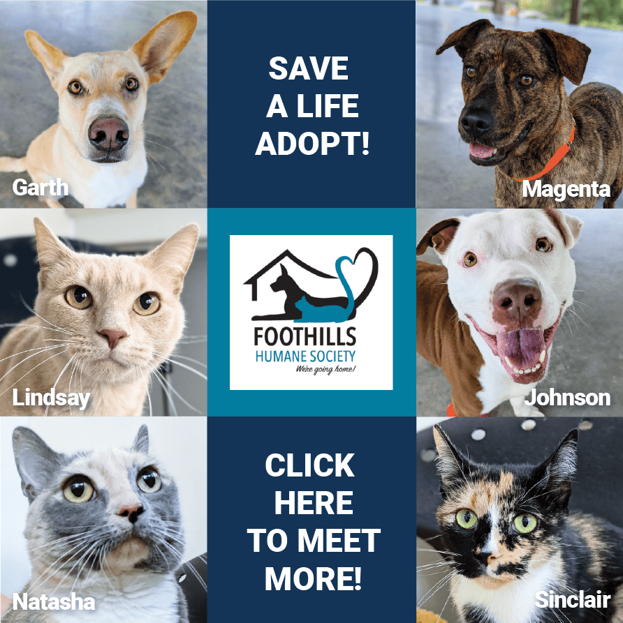 Adopt Tryon Dog Mayor 2023